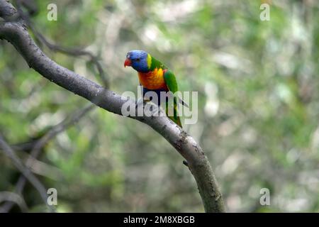 Die Rainbow lorikeet ist auf einem Ast sitzend Stockfoto