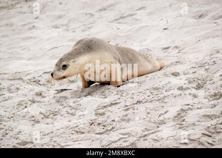 Der Seelöwenhund wartet am Strand darauf, dass seine Mutter mit Essen zurückkommt Stockfoto