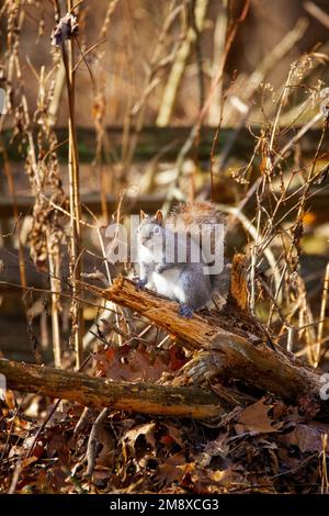 Ein östliches graues Eichhörnchen pausiert auf einem toten Ast im goldenen Morgensonnenlicht. Im Hintergrund gibt es ruhende Wildblumen mit vielen Blättern Stockfoto