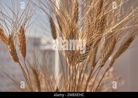 Nahaufnahme eines wunderschönen cremefarbenen Straußes aus trockenem Gras. Weizen auf dem weichen, unscharfen Hintergrund des Fensters. Selektiver Fokus. Blumendekoration. Hochwertiges Foto Stockfoto