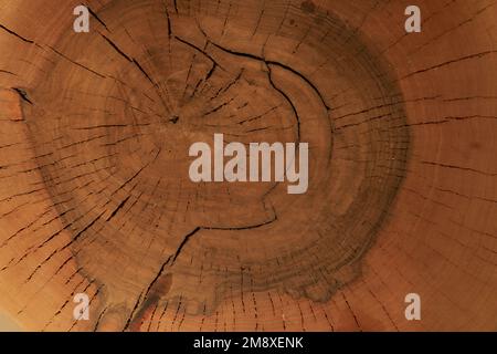 Alte Holzschnittfläche aus Eiche. Detailgetreue warme dunkelbraune und orangefarbene Farbtöne eines heruntergefallenen Baumstamms oder Stumpfs. Grobe organische Textur der Ringe mit Nahaufnahme der Endkörner. Hochwertiges Foto Stockfoto