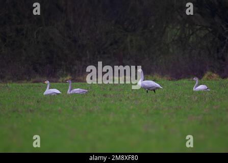 Eine Familiengruppe von Bewick Swans Cygnus columbianus bewickii, die sich auf Ackerland in Norfolk, Großbritannien, ausruht und ernährt Stockfoto