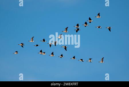 Anser brachyrhynchus Stockfoto