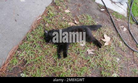 Los Angeles, Kalifornien, USA 11. Januar 2023 Eine tote schwarze Katze am 11. Januar 2023 in Los Angeles, Kalifornien, USA. Foto: Barry King/Alamy Stock Photo Stockfoto