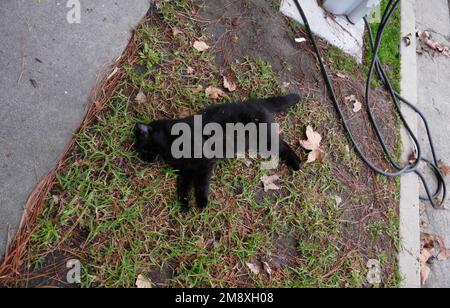 Los Angeles, Kalifornien, USA 11. Januar 2023 Eine tote schwarze Katze am 11. Januar 2023 in Los Angeles, Kalifornien, USA. Foto: Barry King/Alamy Stock Photo Stockfoto