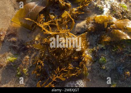 Seetang. Seetang am Strand. Stockfoto