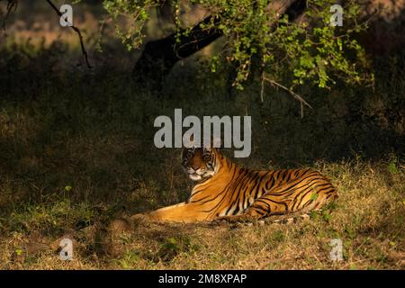 Wilder bengalischer Tiger, der im Schatten eines Baumes im Ranthambore-Nationalpark, Indien, sitzt und in die Kamera schaut Stockfoto