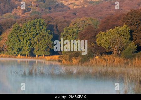 Nebiges Wasser eines Sees im Ranthambhore-Nationalpark im Winter, mit dicken trockenen Laubwäldern im Hintergrund Stockfoto