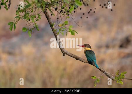 Ein mit Storchen bewachsener Königsfischer (Pelargopsis capensis), der auf einem Baum im Ranthambore-Nationalpark in Indien sitzt Stockfoto