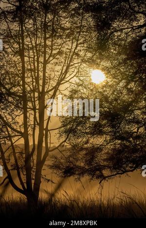 Sonnenaufgang durch die Bäume im nebligen Dschungel des Ranthambhore Tigerreservats im Winter Stockfoto