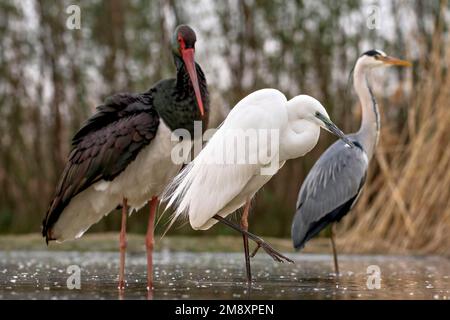 Großer Reiher (Egretta alba), zusammen mit Schwarzstorch, Graureiher in flachem Pool, Kiskunasag, Ungarn Stockfoto