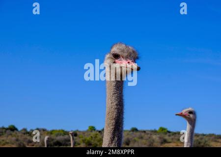 Bird Ostrich, Straußenfarm, Oudtshoorn, Klein Karoo, Route 62, Westkap, Südafrika Stockfoto