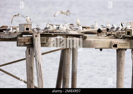 Kittiwake (Rissa tridactyla), der über eine Zuchtplattform fliegt und der Nordseeschwalbe (Sterna paradisaea) mit Fisch im Schnabel nachjagt, Varanger, Finnmark Stockfoto