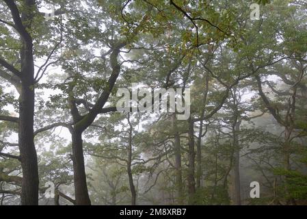 Blick auf die Baumwipfel, Eichen (Quercus), Kupferbuchen (Fagus sylvatica) und Kiefern (Pinus) in der Nähe von Nebel, Naturpark Diemelsee, Hessen, Deutschland Stockfoto