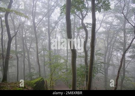 Laubwald, Kupferbuche (Fagus sylvatica) im Nebel, Naturpark Diemelsee, Hessen, Deutschland Stockfoto