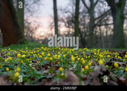 Winterlinge in Blüte, Rotehornpark, Magdeburg, Sachsen-Anhalt, Deutschland Stockfoto