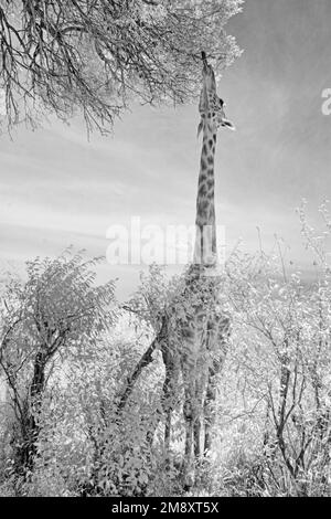 Infrarot-Schwarz-Weiß-Bilder einer Masai-Giraffe, die auf den Blättern eines Baumes in Masai Mara, Kenia, spaziert Stockfoto