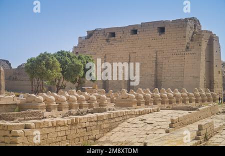 Phinx-Gasse, rammköpfige Sphinxen vor dem 1. Pylon, Karnak-Tempel, Karnak, Ägypten Stockfoto