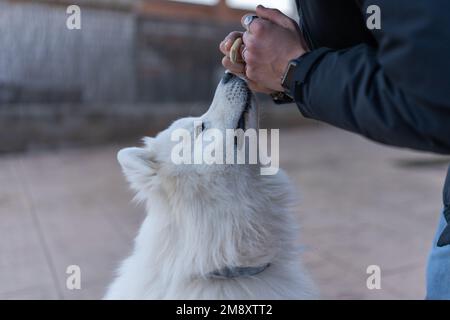 Ein anonymer männlicher Besitzer, der süßen weißen, flauschigen Hund auf einem unscharfen Straßenhintergrund verwöhnt Stockfoto