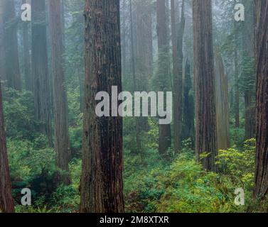 Redwoods, Damnation Creek, Del Norte Redwoods State und Nationalpark, Kalifornien Stockfoto