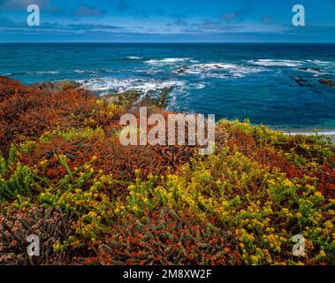 Mock Heather, Buckwheat, Montana de Oro State Park, San Luis Obispo County, Kalifornien Stockfoto