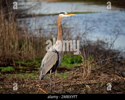 Blue Heron auf Woodbridge Road, Lodi, Kalifornien Stockfoto