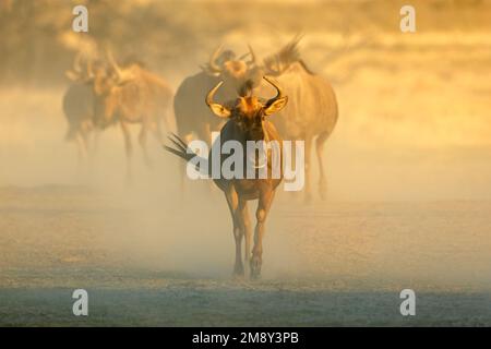 Streifengnu (connochaetes Taurinus) Wandern in Staub, Kalahari Wüste, Südafrika Stockfoto