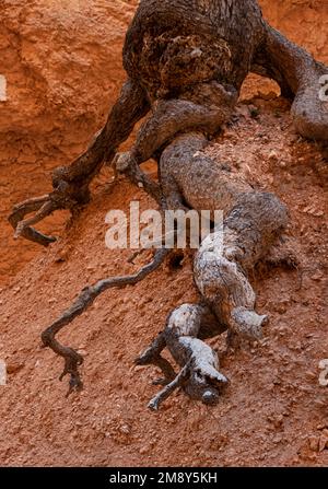 Die Wurzeln eines Baumes liegen offen, während der Boden und Sandsteinfelsen sich von ihnen entfernt haben, Bryce Canyon National Park, Garfield County, Utah Stockfoto