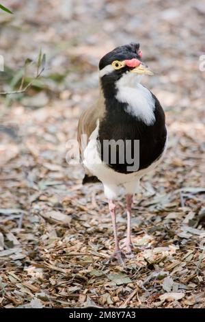 Der gestreifte Schlappschwanz hat rote, wackelgelbe Augen und einen gelben Schnabel. Er hat einen schwarzen Kopf und eine schwarze Brust, weiße Unterteile und einen braunen Flügel Stockfoto