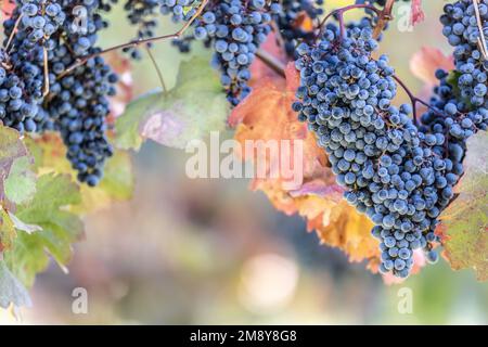 Blaue Trauben der Rebsorte Alibernet im Weinberg. Stockfoto