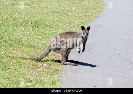 Das Sumpfkännchen ist ein mittelgroßes Känguru mit einem grauen und braunen Körper und einem langen Schwanz Stockfoto