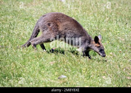 Das Sumpfkännchen ist ein mittelgroßes Känguru mit einem grauen und braunen Körper und einem langen Schwanz Stockfoto