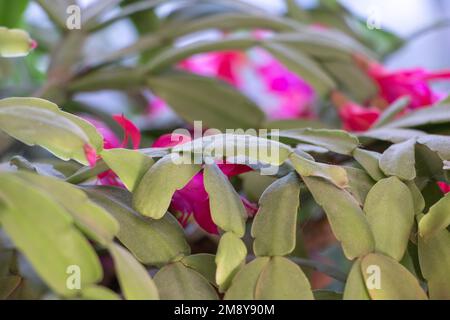Die Schönheit der Weihnacht Kaktus blättert im Hintergrund einer roten Blume Stockfoto