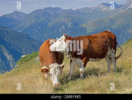 Zwei Simmental-Kühe, "Fleckvieh", in engem Kontakt, in den Alpen. Zillertal, Zillertal, Österreich Stockfoto