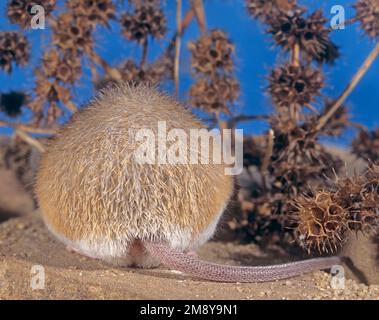 Rückansicht einer stacheligen Maus mit der stacheligen Rückseite. Acomys Minentier Stockfoto