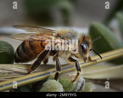 Makrofoto einer Honigbiene Stockfoto