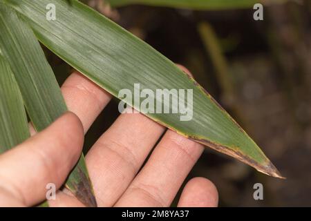 Die kranken Blätter einer Bambuspflanze in der Hand des Gärtners: Eine Nahaufnahme Stockfoto