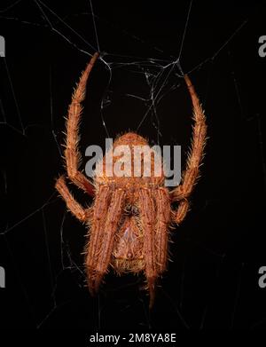 Die Spinne hängt in ihrem Netz Stockfoto