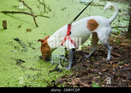 Dreckiger Hund viel Spaß im Sumpf, nasses Tier in der Pfütze Stockfoto