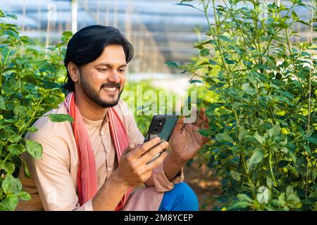 Junglandwirte, die das Pflanzenwachstum durch Mobiltelefonanwendung im Green House prüfen - Konzept von Technologie, Kleinunternehmen und moderner Landwirtschaft Stockfoto