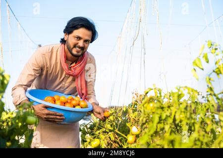 Glücklicher indischer Bauer, der Tomaten im Gartenbau oder auf dem Ackerland pflückt - Konzept der Dorfzucht, kleiner Agrarbetriebe und biologischer Erzeugnisse Stockfoto