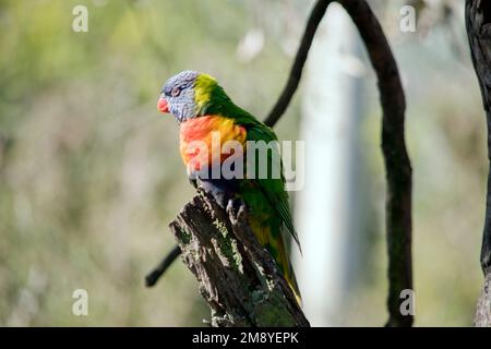 Der Regenbogenlorikeet steht auf einem toten Baum Stockfoto