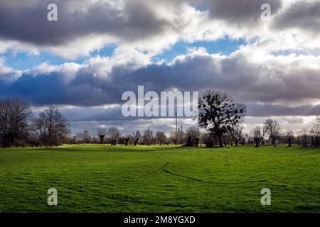 Rheinaue Binsheim Naturschutzgebiet, Baum voller Mistelzweige, im Hintergrund der industriellen Kulisse der thyssenkrupp Steel Europe AG Stockfoto