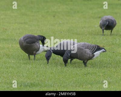 Eine kleine Gruppe brent-Gänse, Branta bernicla, fressen Gras auf einem Feld. Stockfoto