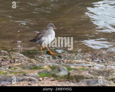 Eine Rothaarige, Tringa totanus, im Winter gezupft, am Wasserrand gefüttert. Stockfoto