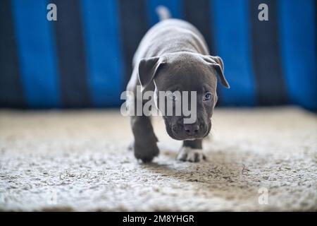Ein wunderschöner amerikanischer Staffordshire Terrier Welpe mit blauen Augen Stockfoto
