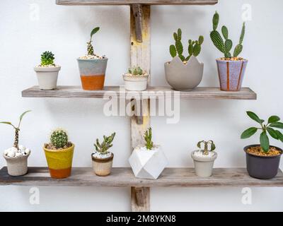 Verschiedene wunderschöne handgemachte Keramiktöpfe mit vielen grünen Kakteen und saftigen Pflanzen Dekoration auf Holzregal auf weißem Wandhintergrund. Blumentopf Sho Stockfoto