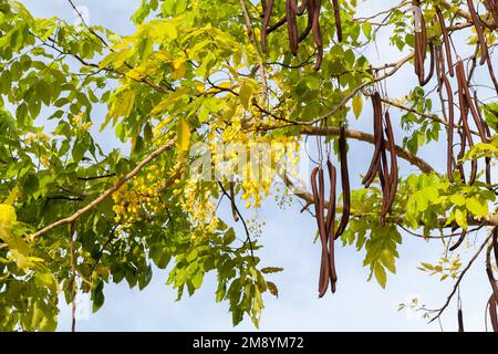 Gelbe Blumen und Früchte von Cassia. Es handelt sich um eine Gattung blühender Pflanzen aus der Familie der Leguminosen, Fabaceae, und der Unterfamilie Caesalpinioideae. Die Spezies sind es Stockfoto