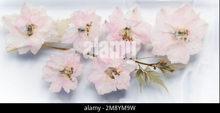 Getrocknete rosafarbene Kirschblumen, Nahaufnahme, natürlicher Hintergrund Stockfoto