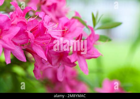 Rosa Blüten von Rhododendron indicum, Nahaufnahme mit selektivem Weichzeichner Stockfoto